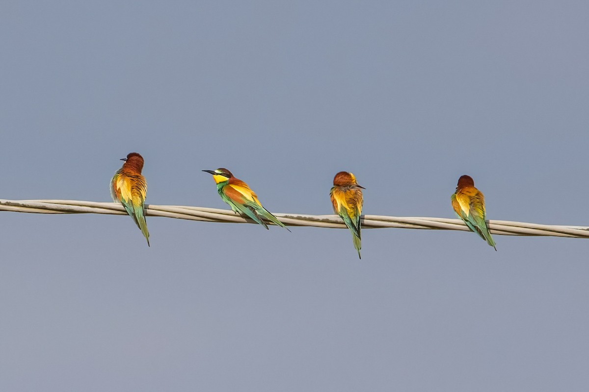 European Bee-eater - A W
