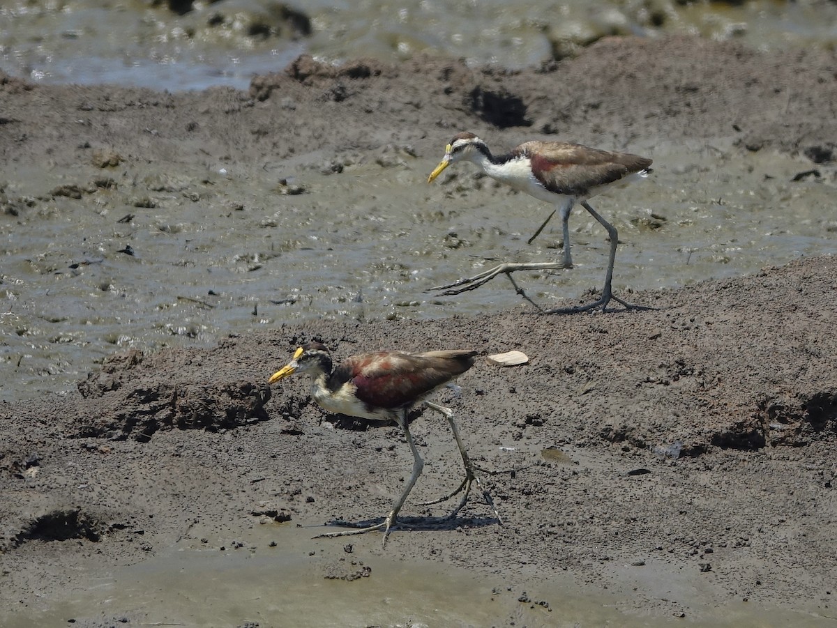 Northern Jacana - Stéphane  Thomin