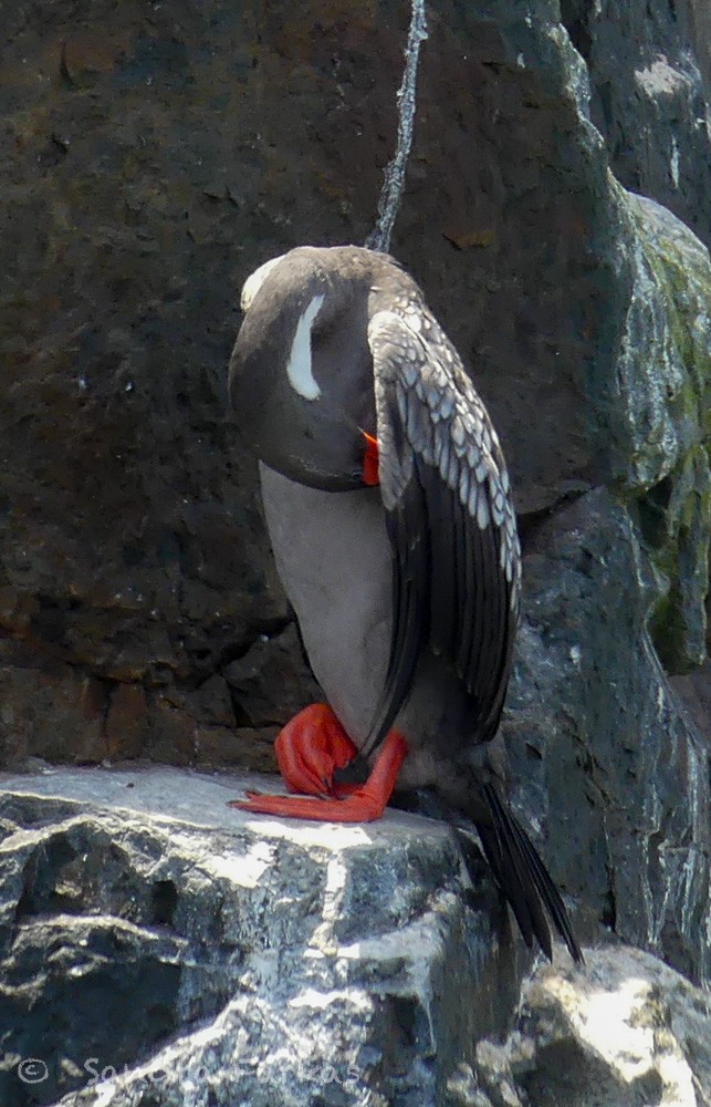 Red-legged Cormorant - Sandra Farkas