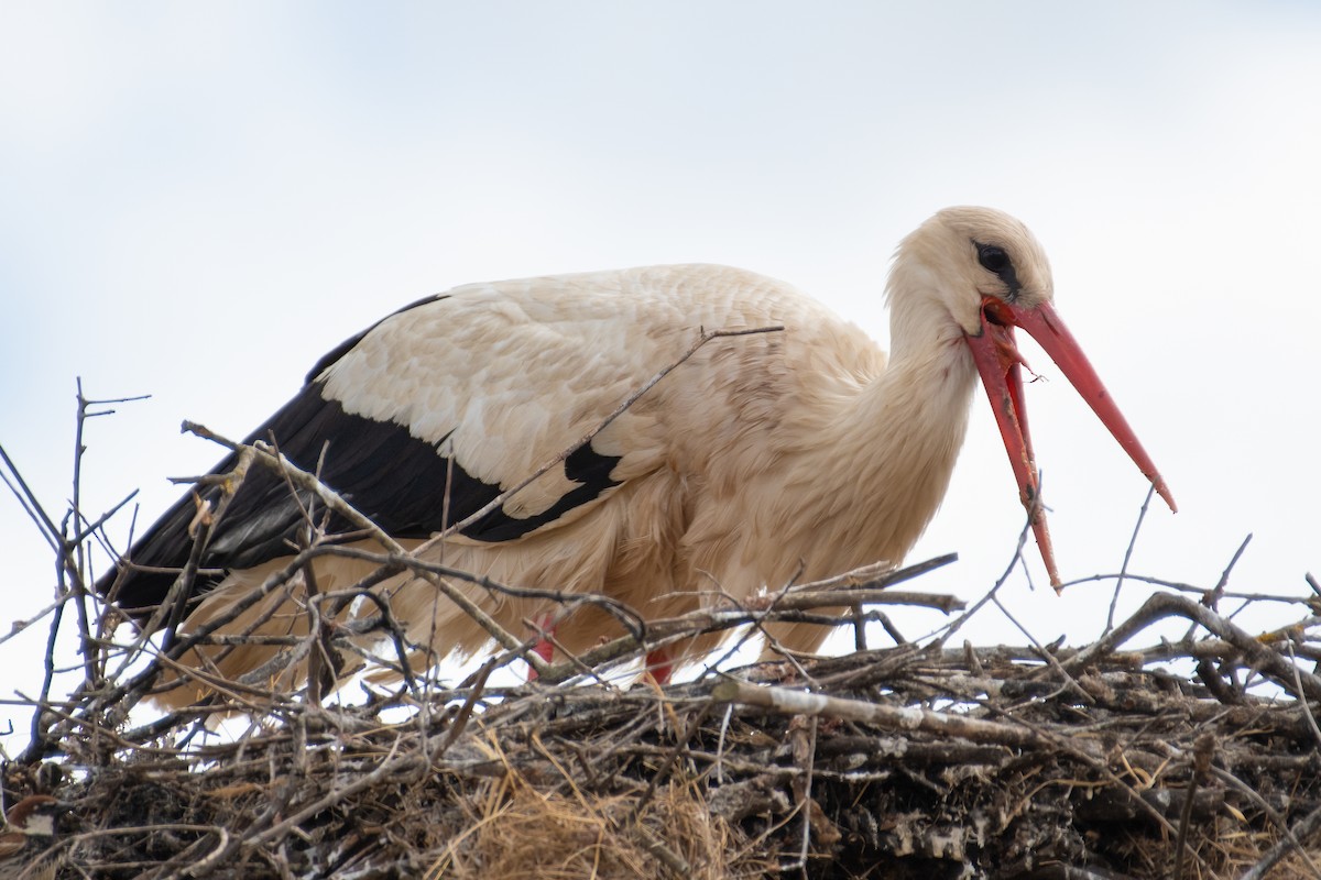 White Stork - Ana Amaral