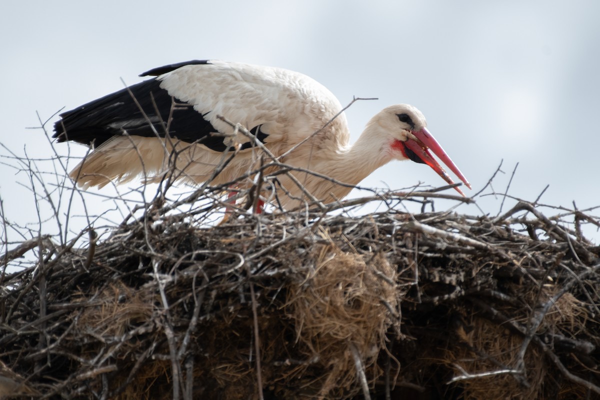 White Stork - Ana Amaral