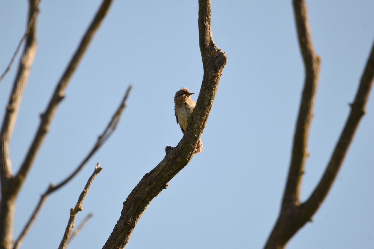 Eurasian Wryneck - Eduardo Gracia fuster