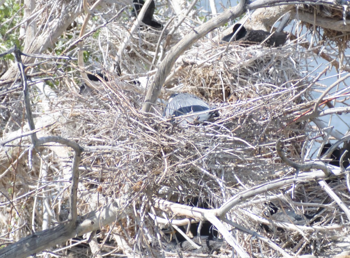 Great Blue Heron (Great Blue) - Robert Tonge