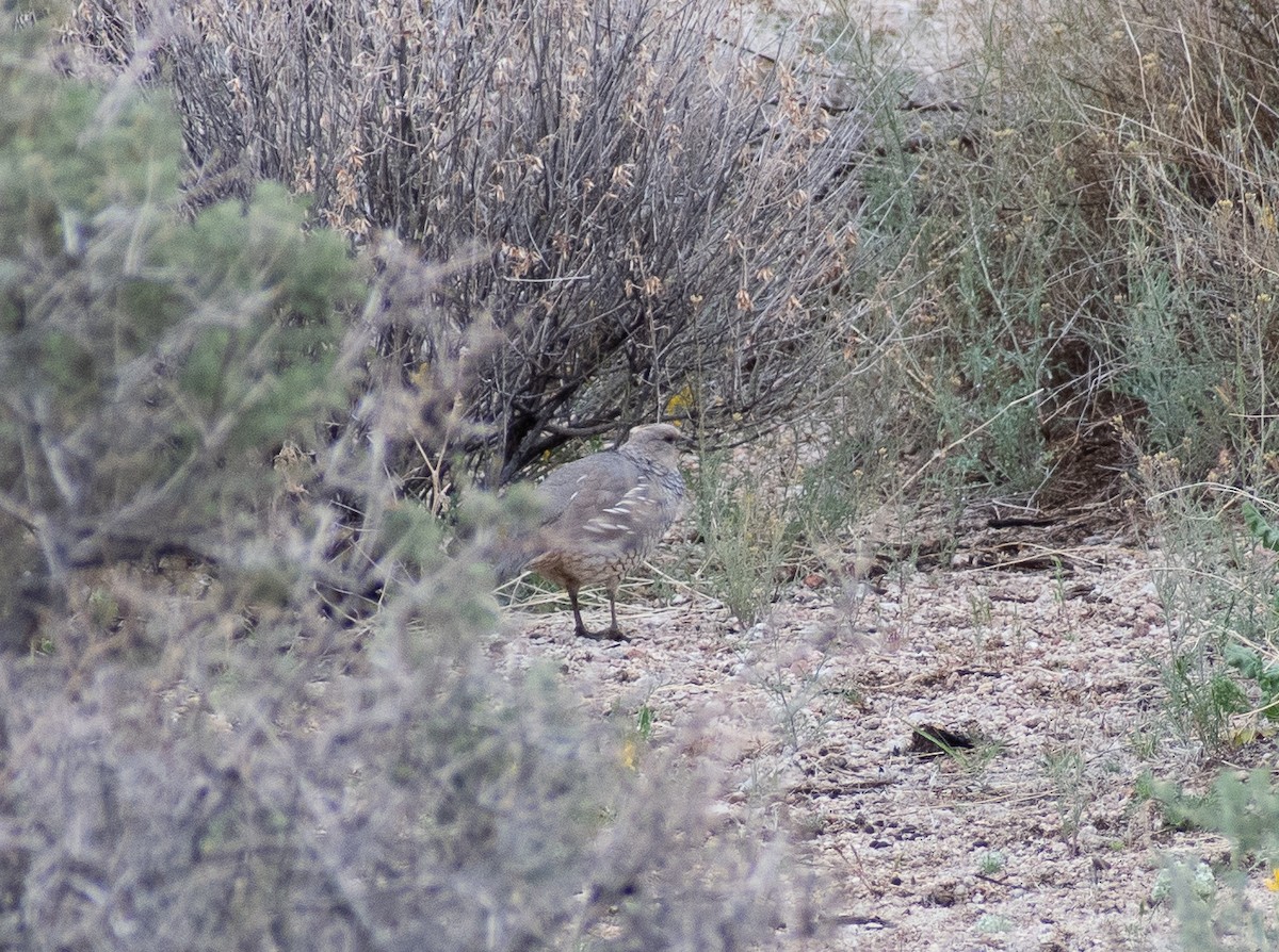 Scaled Quail - Lynda Elkin