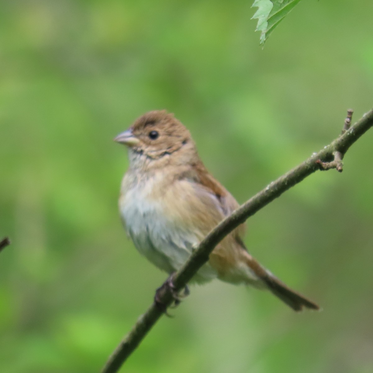 Indigo Bunting - Mackenzie Goldthwait