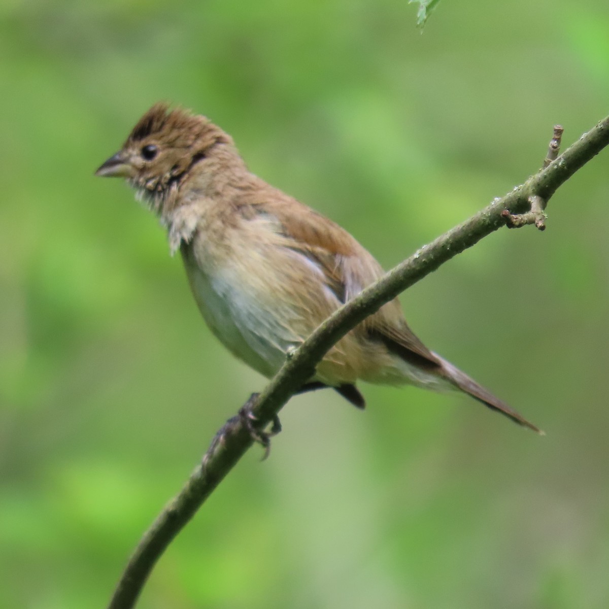 Indigo Bunting - Mackenzie Goldthwait