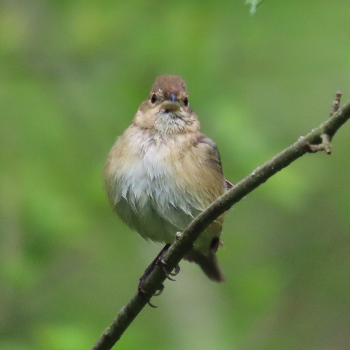 Indigo Bunting - Mackenzie Goldthwait