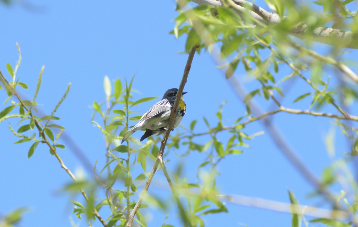 Yellow-rumped Warbler (Myrtle) - Robert Tonge
