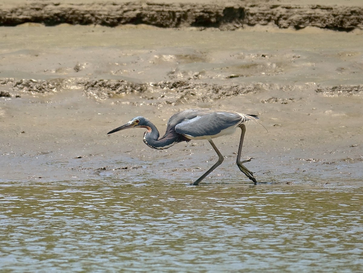 Tricolored Heron - Stéphane  Thomin