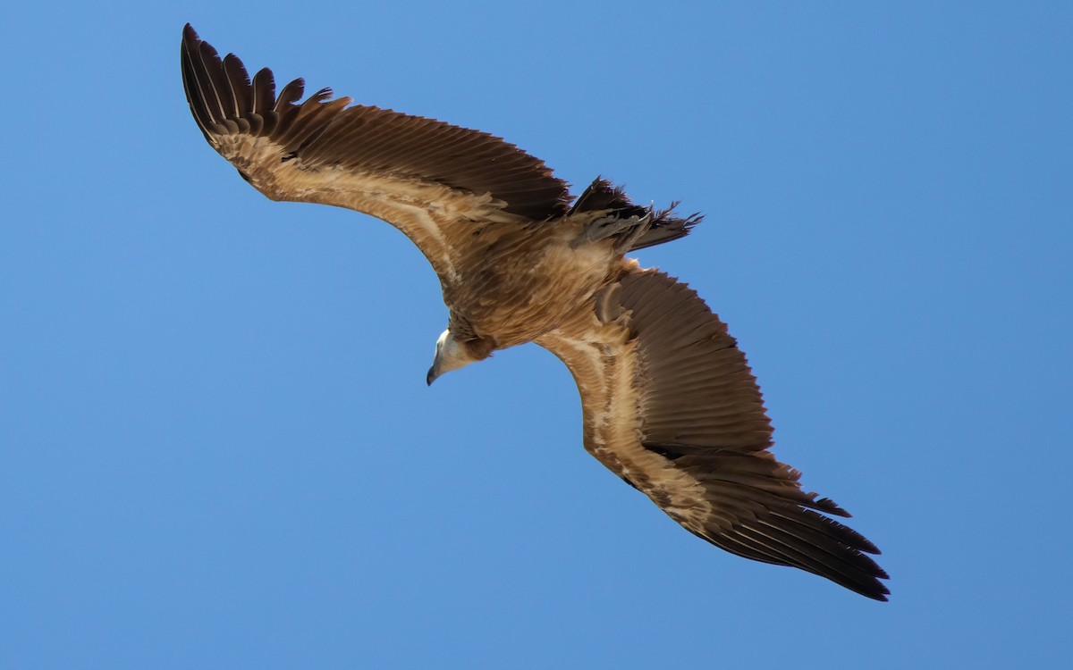 Eurasian Griffon - Andrés  Rojas Sánchez