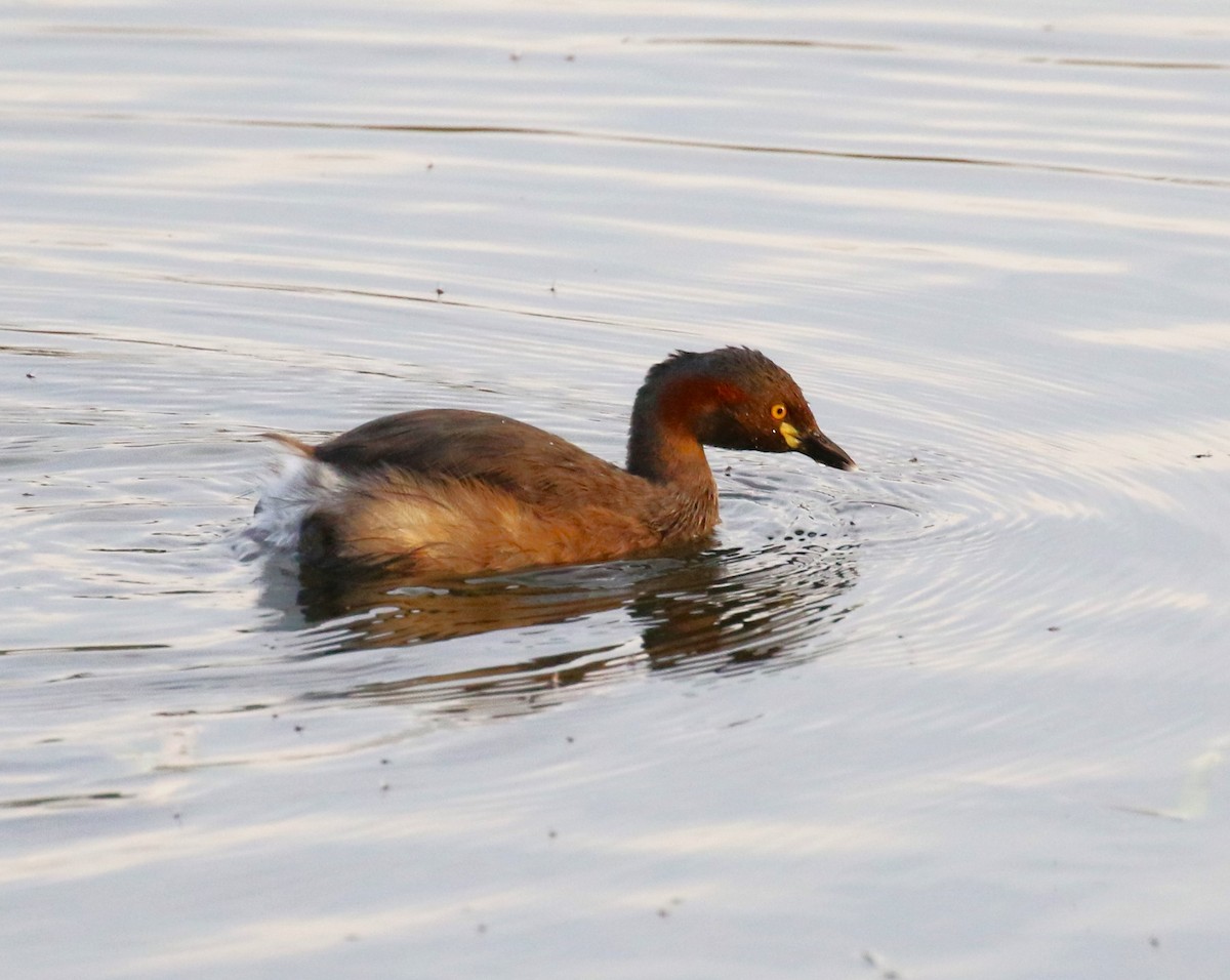 Australasian Grebe - sean clancy