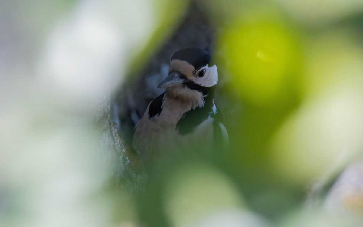 Great Spotted Woodpecker - Andrés  Rojas Sánchez