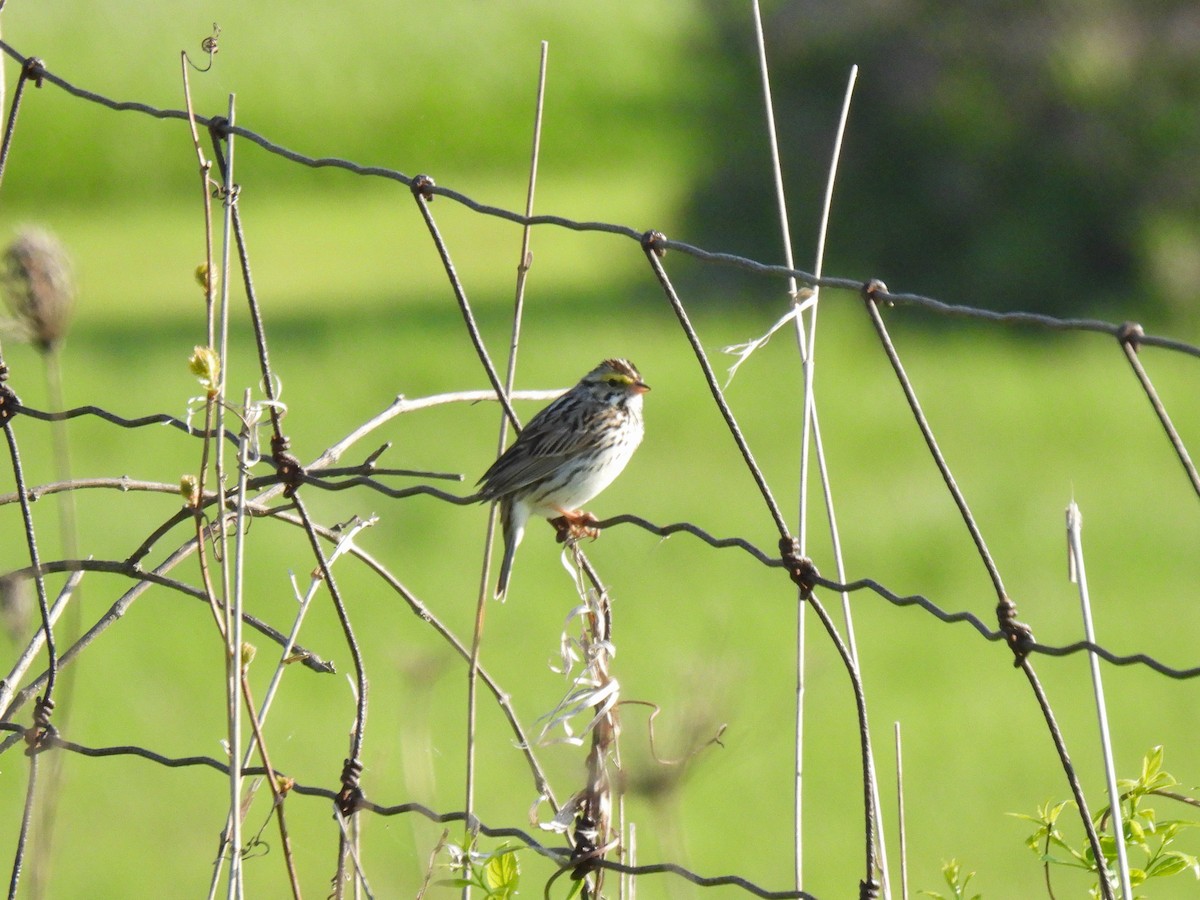 Savannah Sparrow - Kris Ito