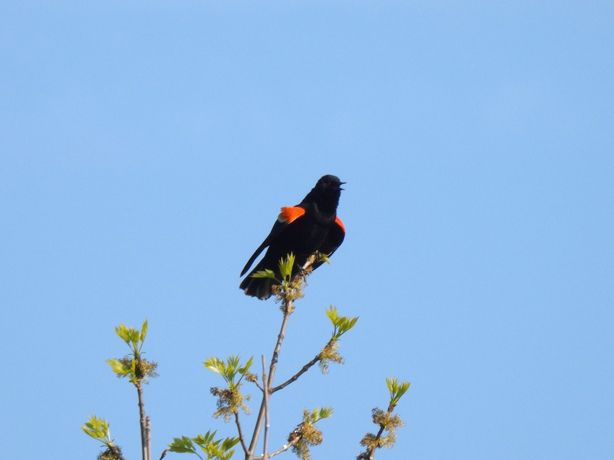 Red-winged Blackbird - Kris Ito