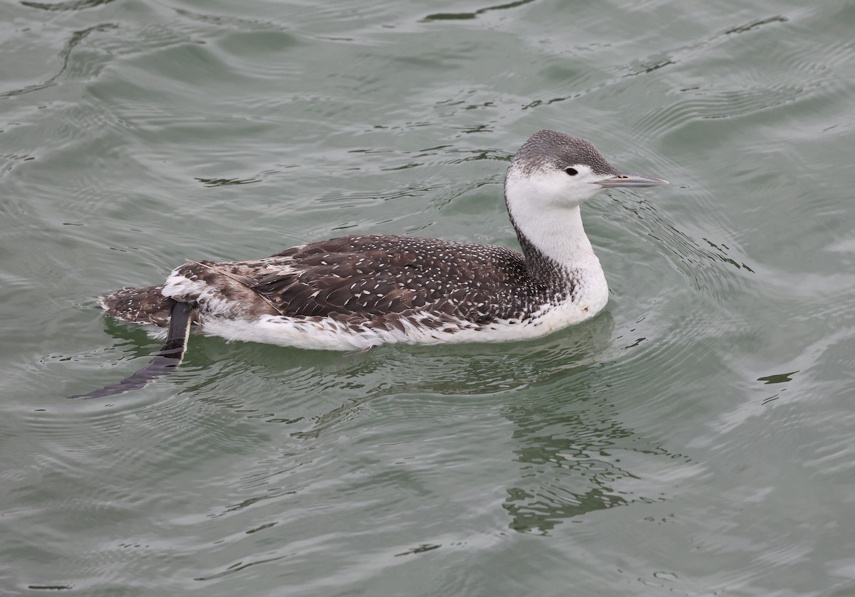 Red-throated Loon - Adam  Johnson