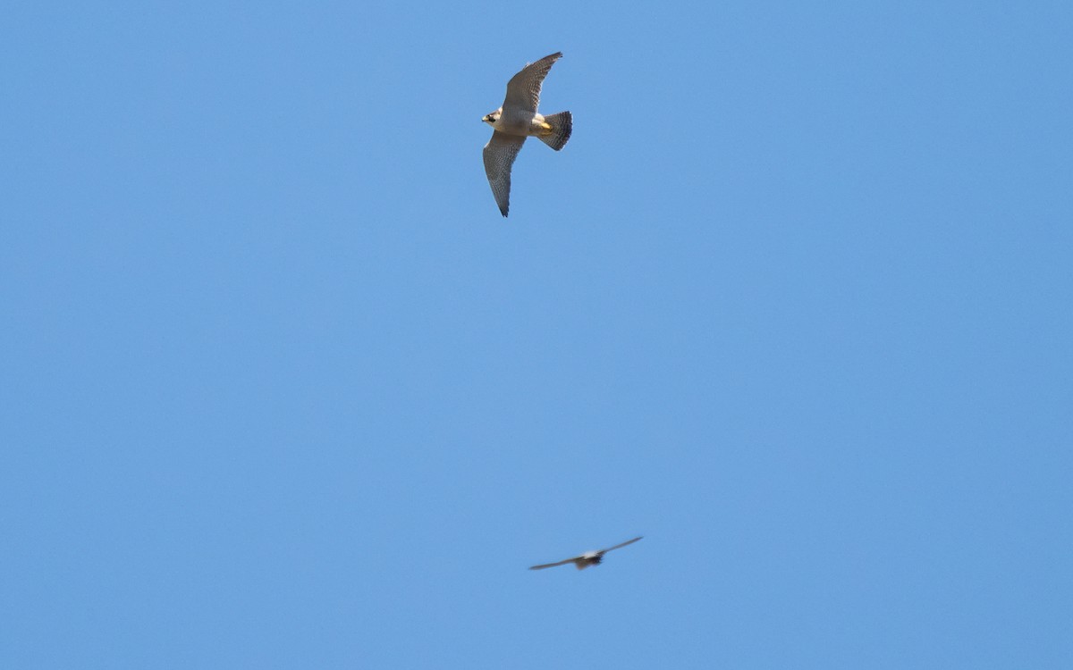 Peregrine Falcon (Mediterranean) - Andrés  Rojas Sánchez