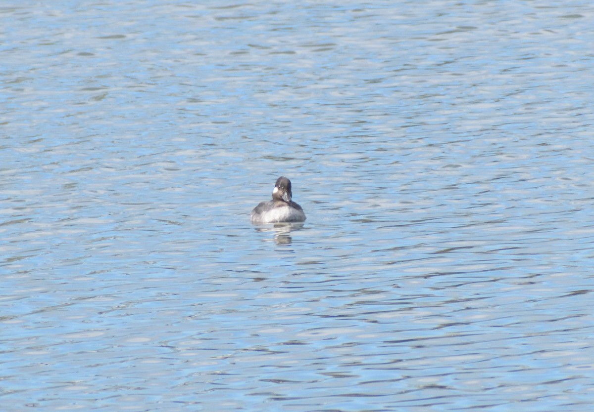 Bufflehead - ML619143239