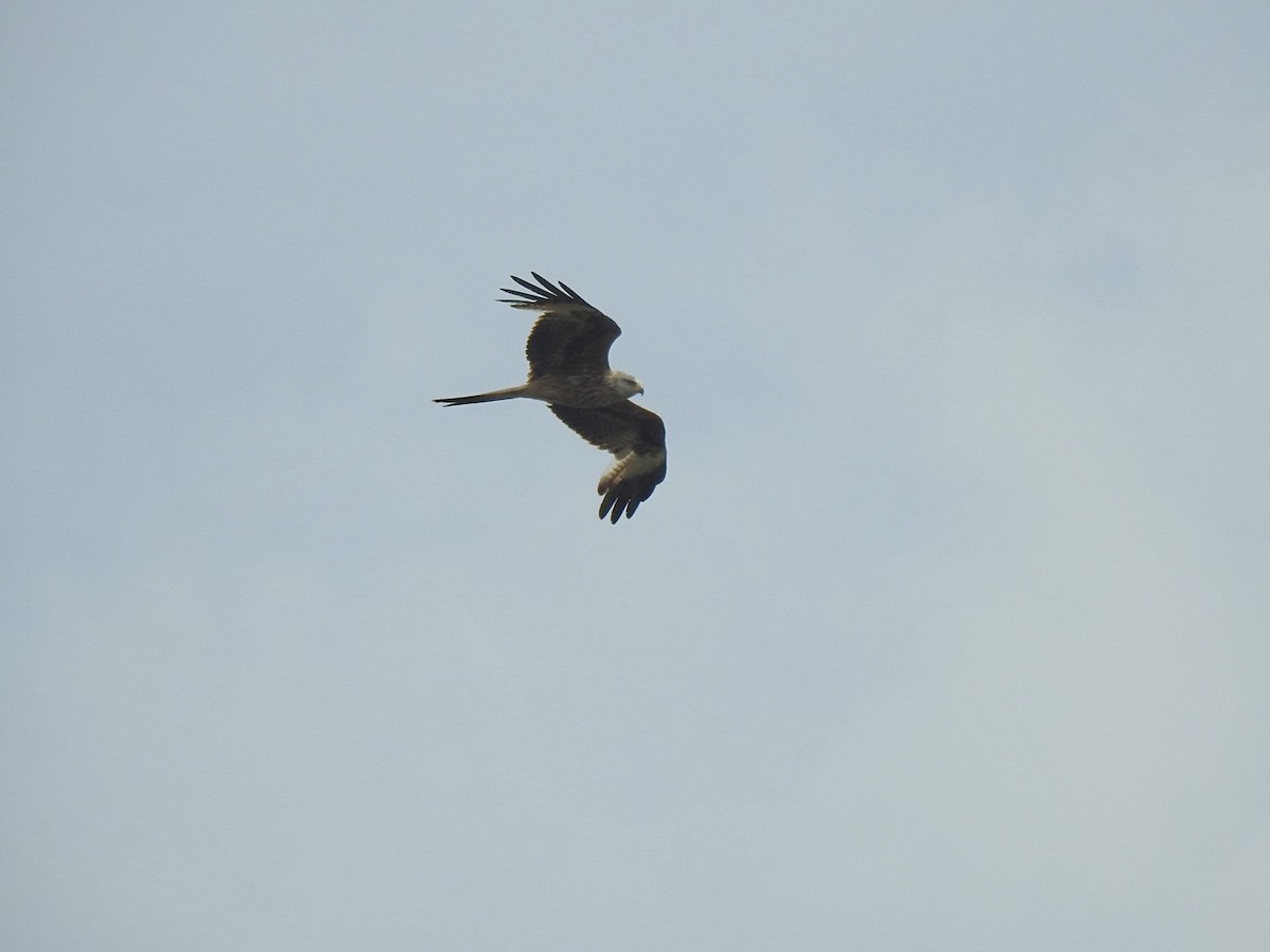 Red Kite (Red) - Stephen Bailey