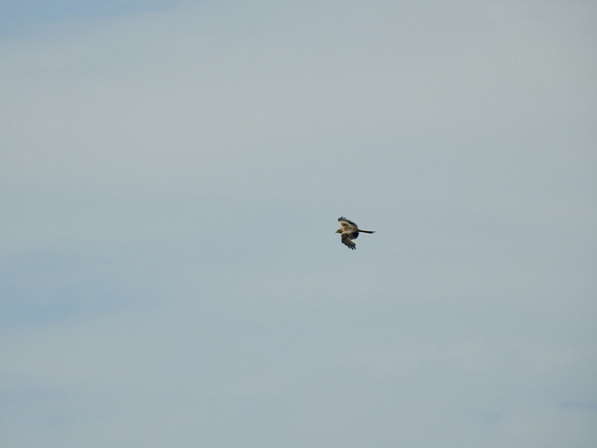 Red Kite (Red) - Stephen Bailey