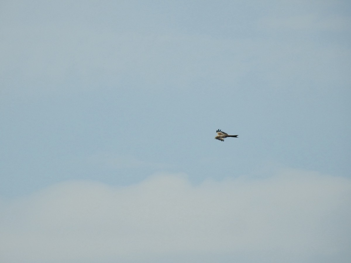 Red Kite (Red) - Stephen Bailey