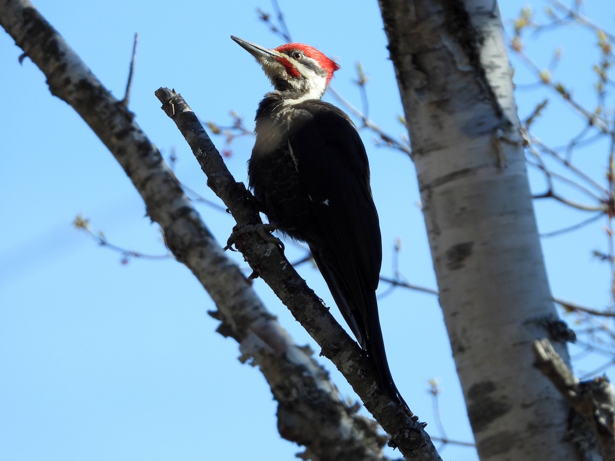 Pileated Woodpecker - Rowland Spear