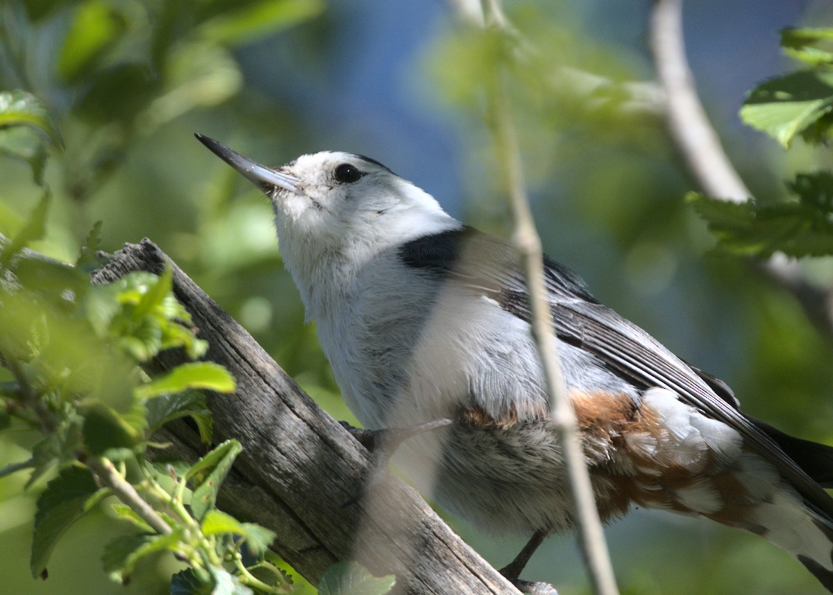 White-breasted Nuthatch - ML619143267