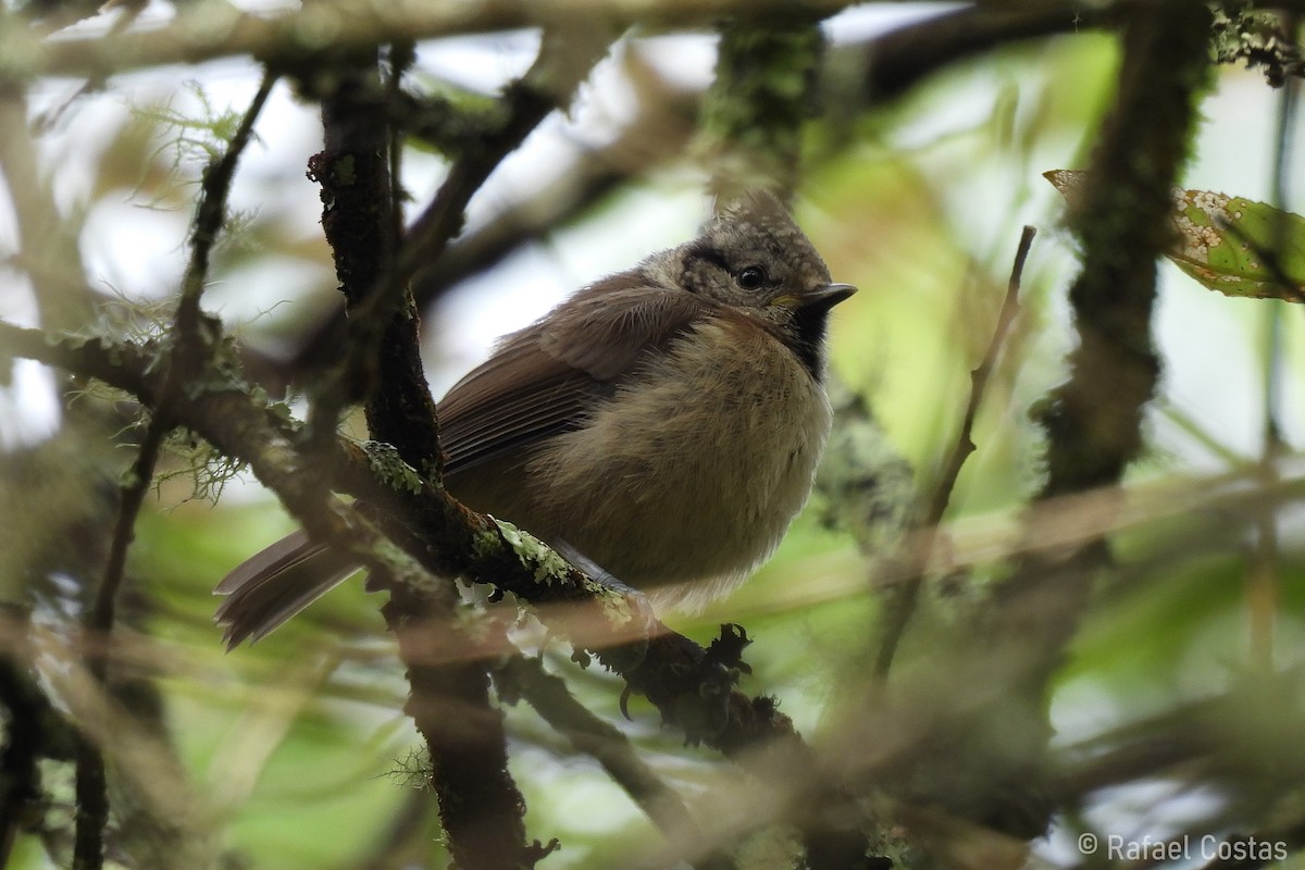 Crested Tit - Rafael Costas