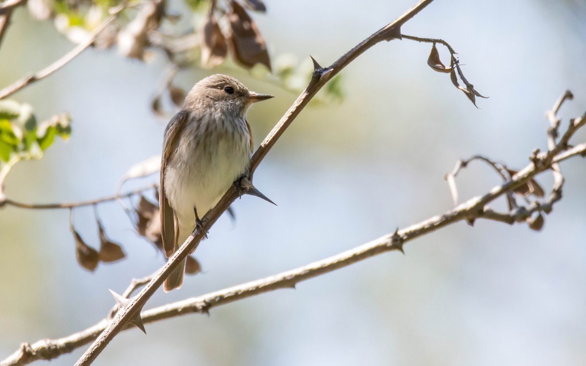 Spotted Flycatcher - Andrés  Rojas Sánchez