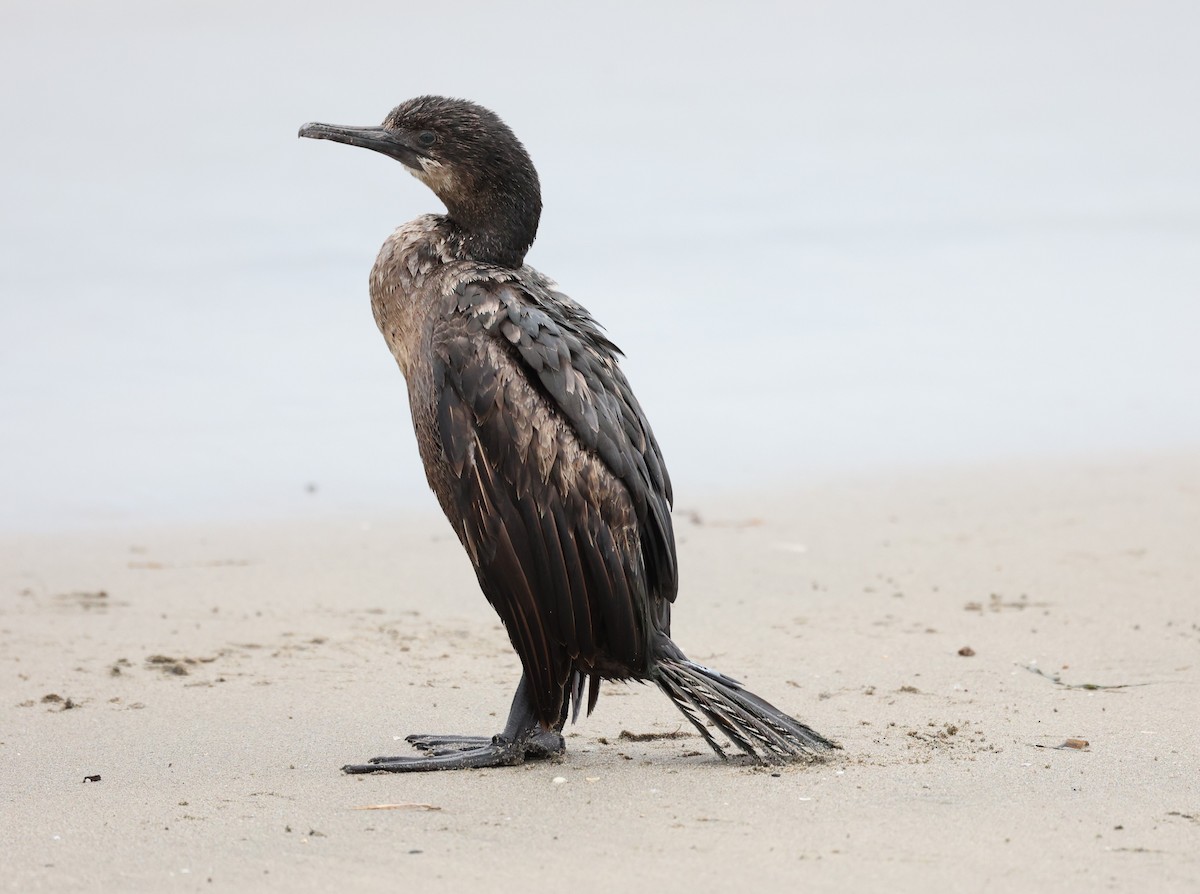 Brandt's Cormorant - Adam  Johnson