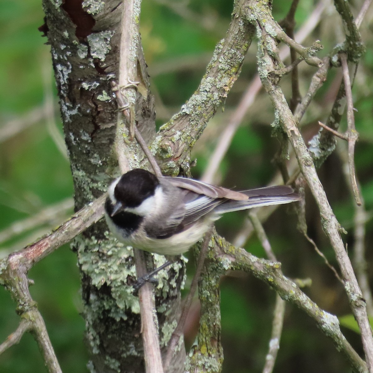 Black-capped Chickadee - Mackenzie Goldthwait