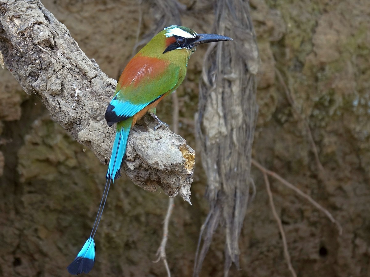 Turquoise-browed Motmot - Stéphane  Thomin