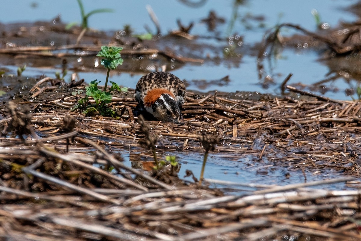 Chestnut-collared Longspur - ML619143285