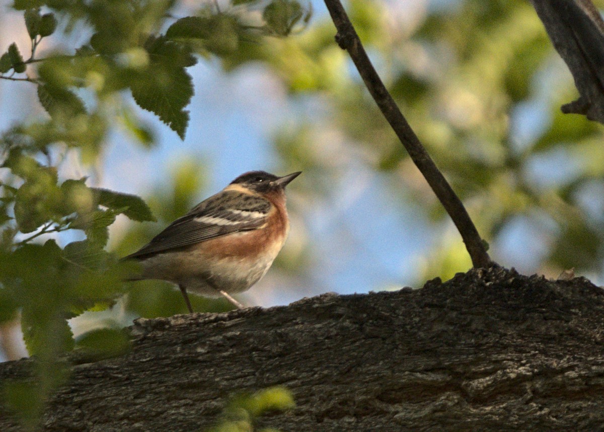 Bay-breasted Warbler - ML619143315