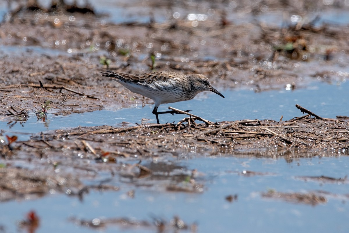 White-rumped Sandpiper - ML619143326