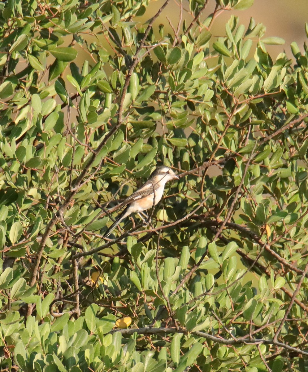 Masked Shrike - ML619143338