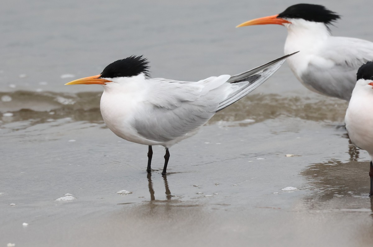 Elegant Tern - Adam  Johnson