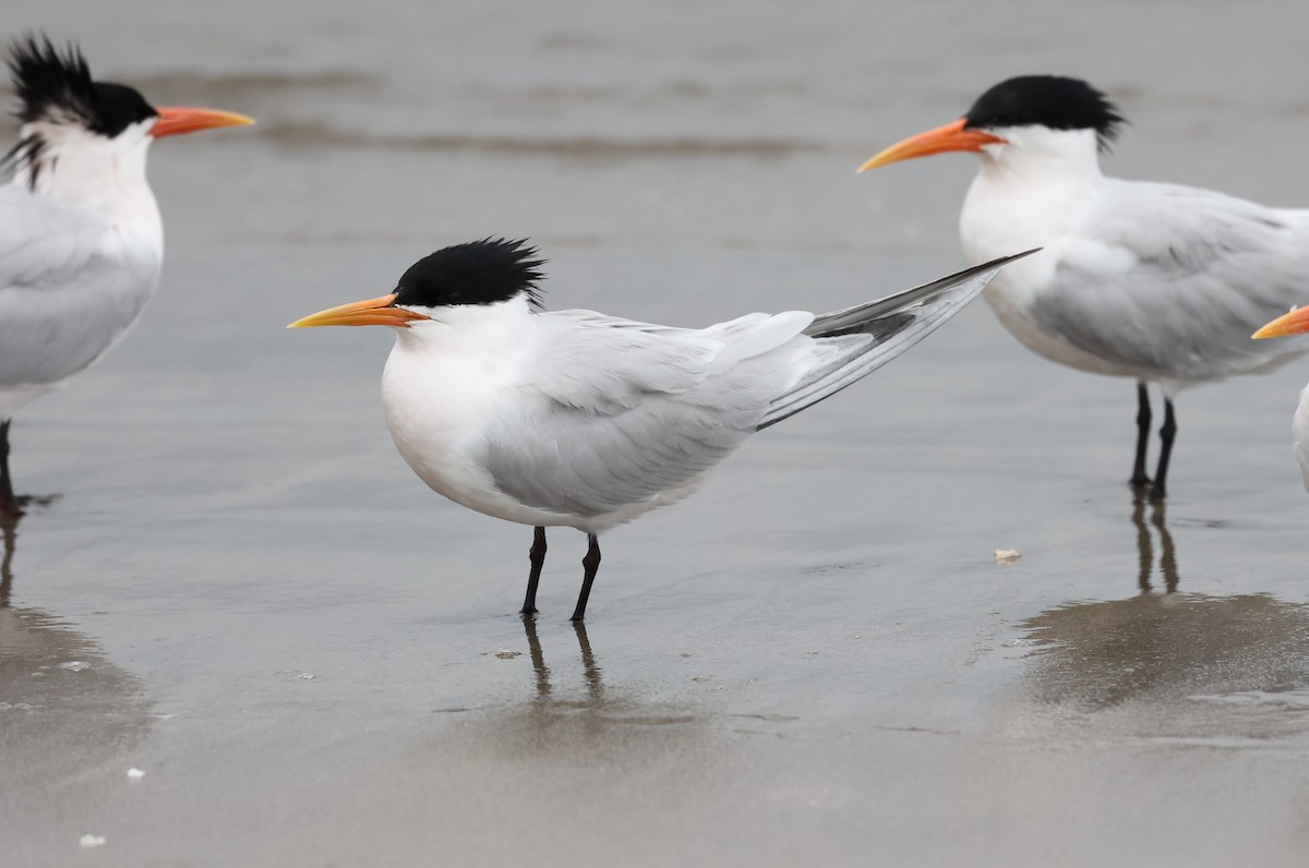 Elegant Tern - Adam  Johnson