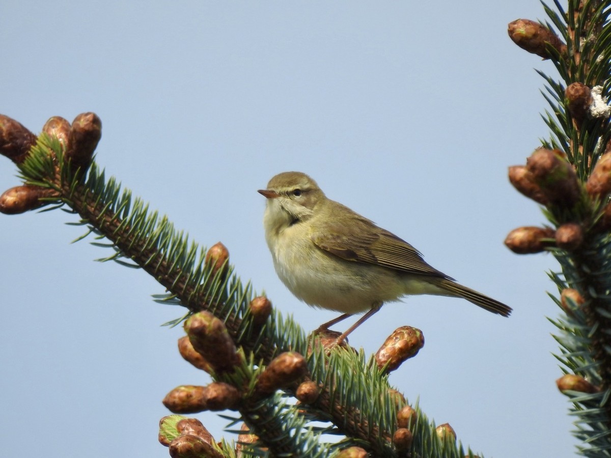 Willow Warbler - ML619143357