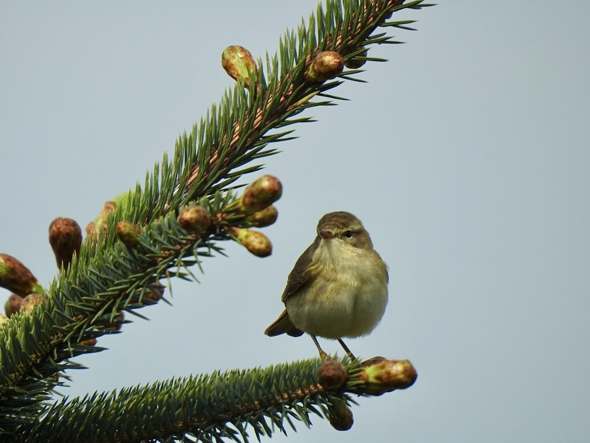 Willow Warbler - ML619143358