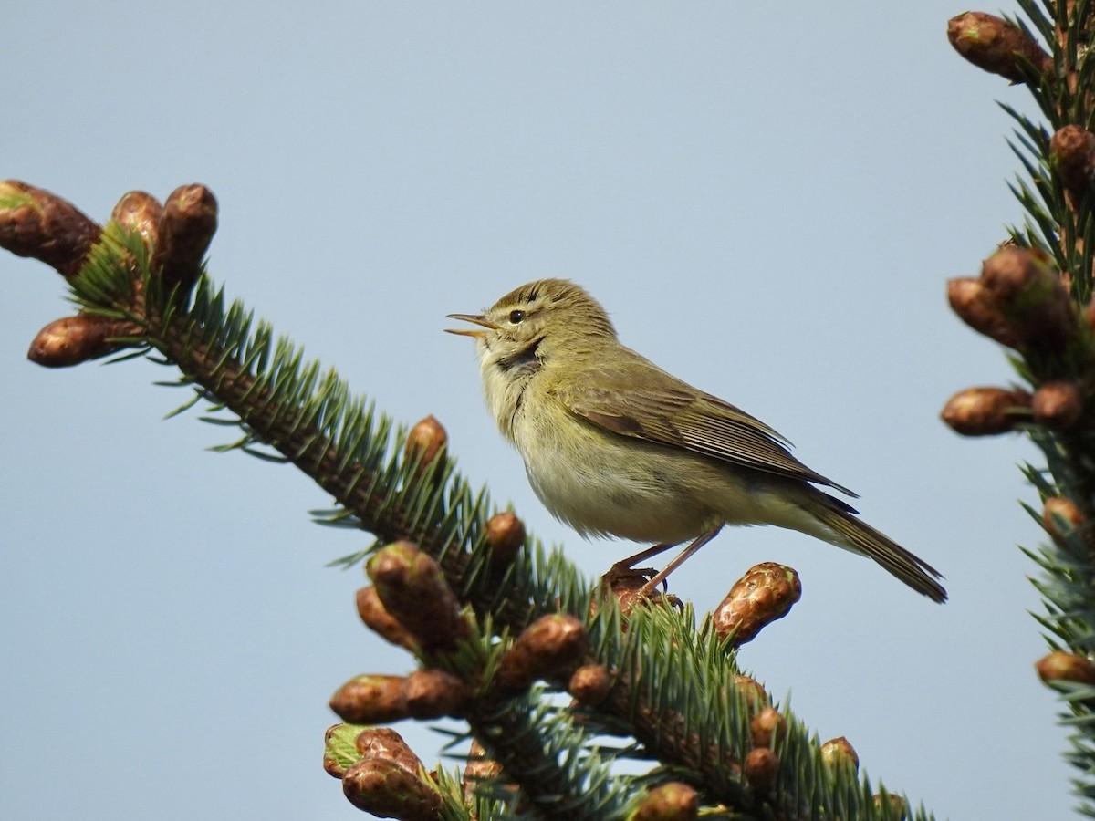 Willow Warbler - ML619143359