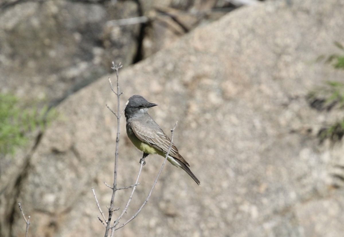 Cassin's Kingbird - Mary Backus