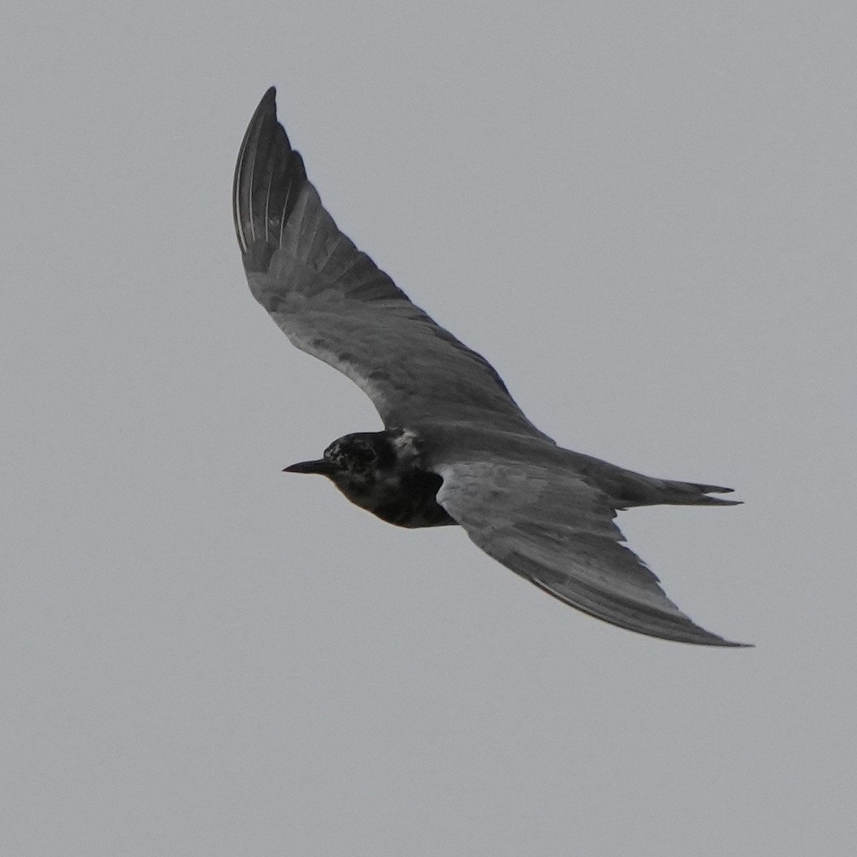 Black Tern - Charlene Fan