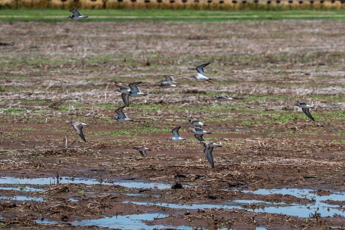 White-rumped Sandpiper - ML619143393