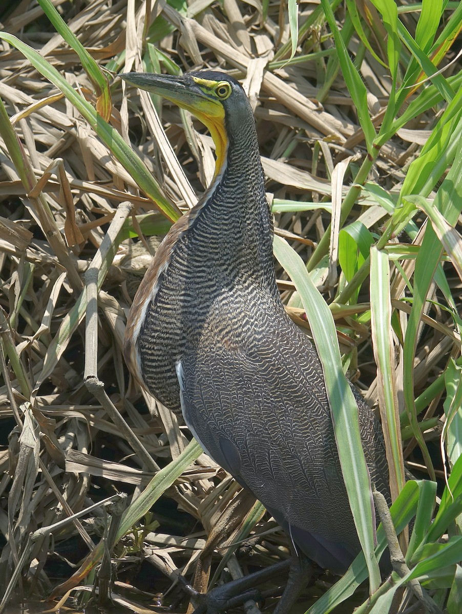 Bare-throated Tiger-Heron - Stéphane  Thomin