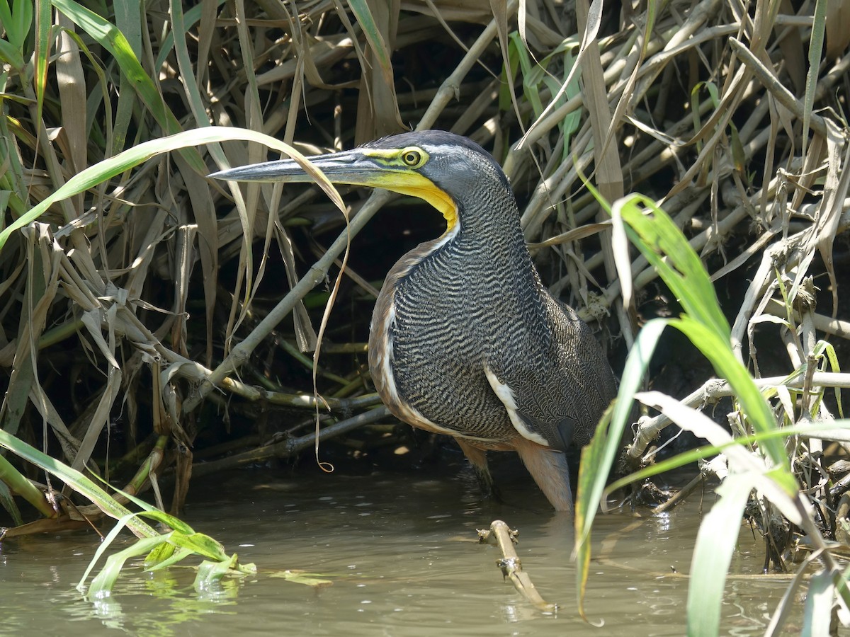 Bare-throated Tiger-Heron - Stéphane  Thomin