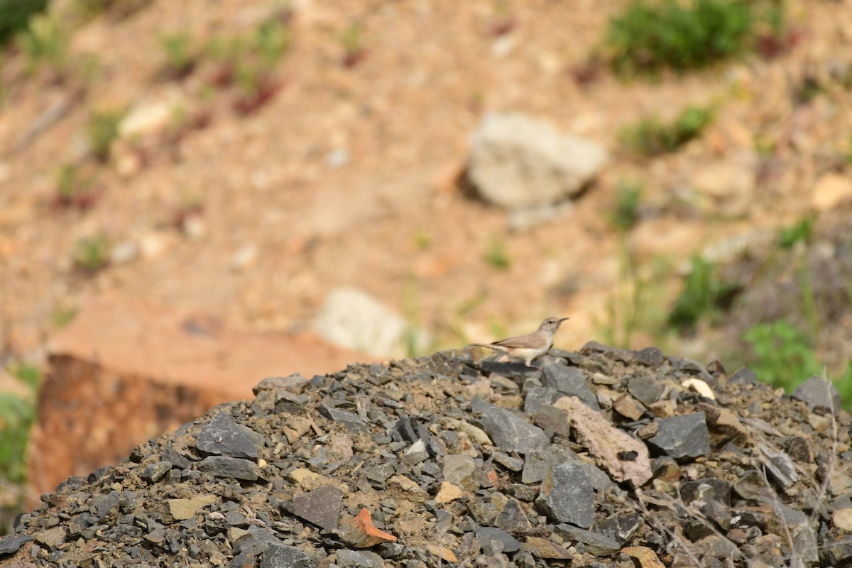 Rock Wren - Jacob Elonen