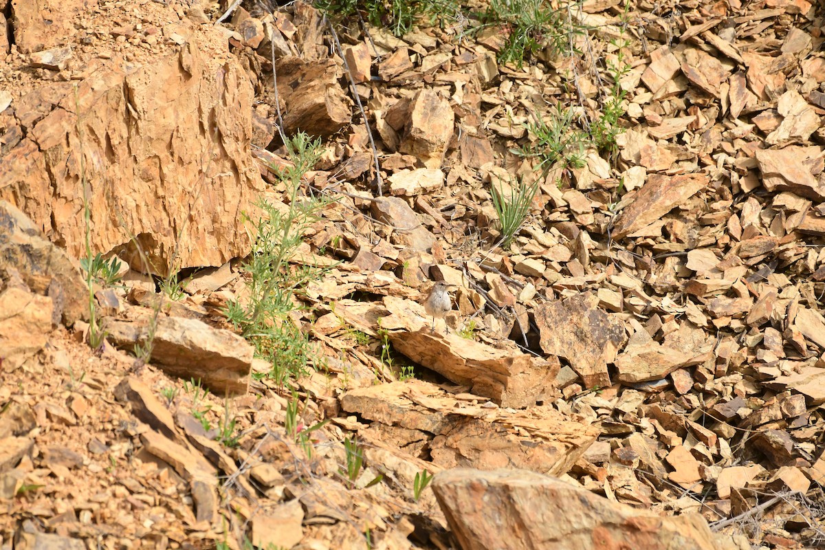 Rock Wren - ML619143401