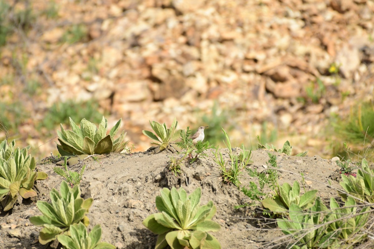 Rock Wren - ML619143402