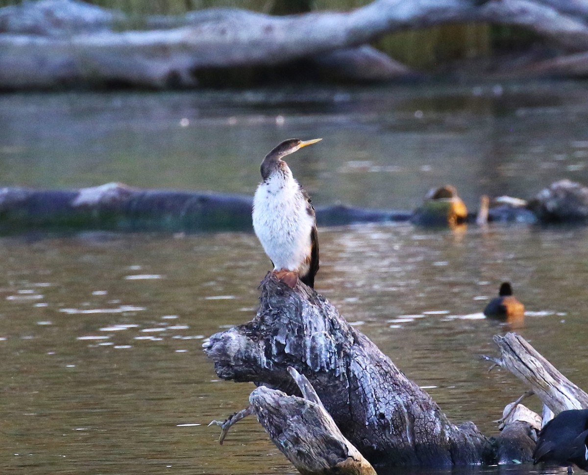 Australasian Darter - sean clancy