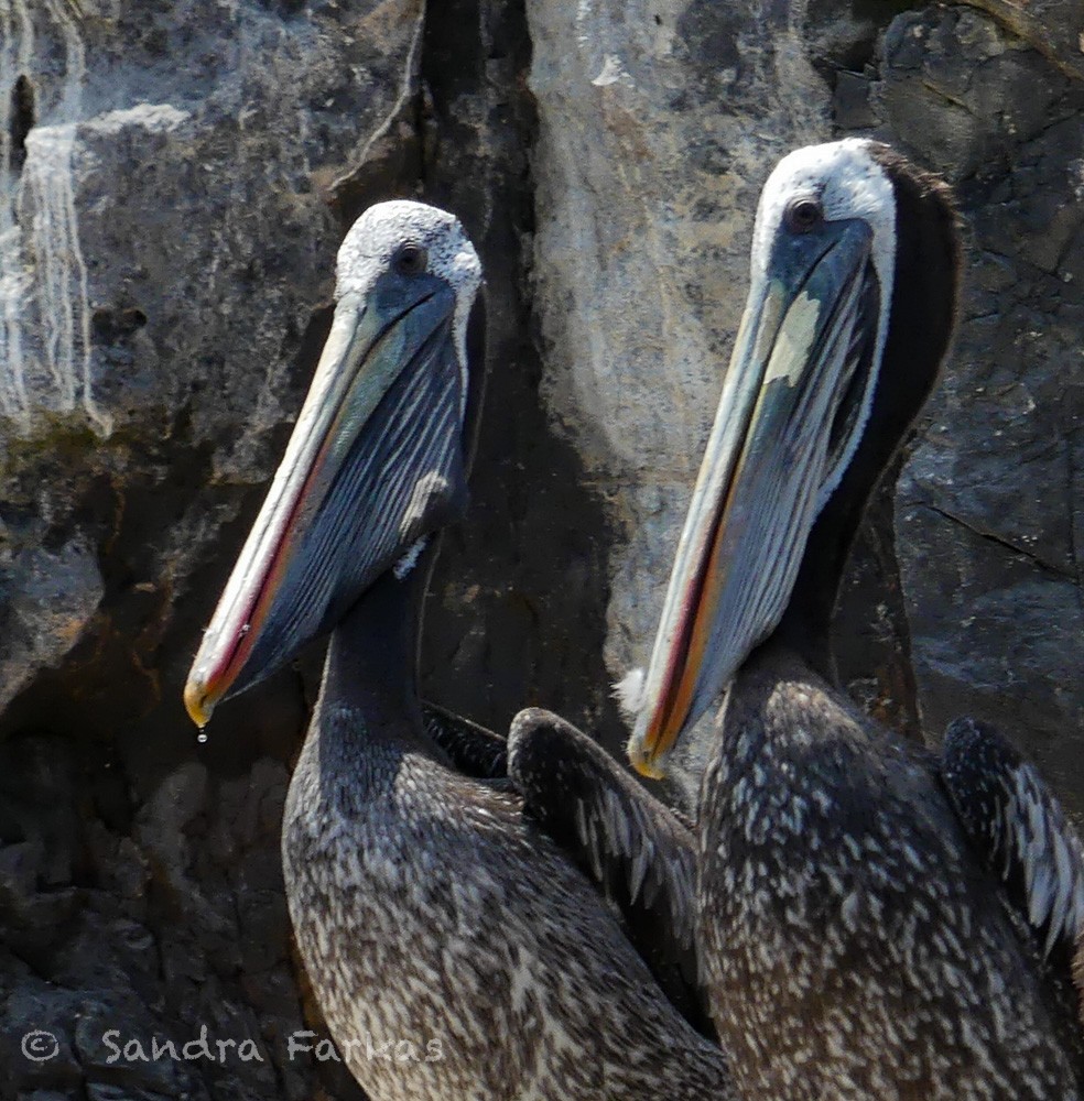 Peruvian Pelican - Sandra Farkas